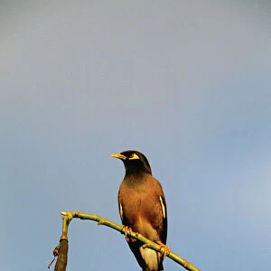Common / Indian Mynah Perched on branch. Dist: Asia