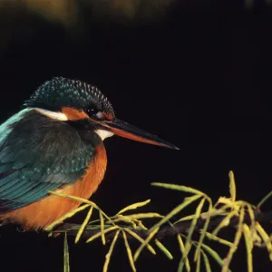 Common Kingfisher Keoladeo National Park, India