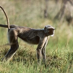 Common Lamgur Monkey Panna National Park India