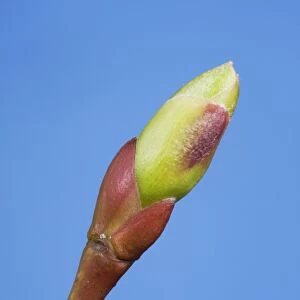 Common lime bud and leaf