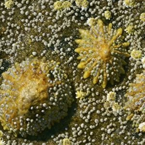 Common limpets and acorn barnacles on a rock at low tide coast near Elgol, Isle of Skye, Western Highlands, Scotland, UK