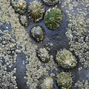 Common Limpets and Common Rock Barnacles (Balanus balanoides) - on seashore rock, Northumberland, England