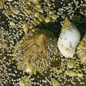 Common limpets, dogwhelk and acorn barnacles on a rock at low tide coast near Elgol, Isle of Skye, Western Highlands, Scotland, UK