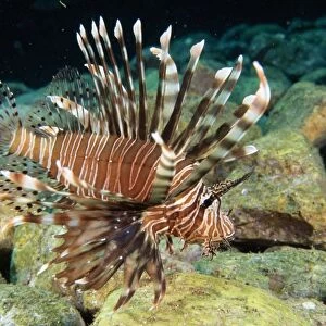 Common Lionfish - widespread in tropical waters Fam: Scorpaenidae Rocky Reef, Solitary Island, New South Wales, Australia