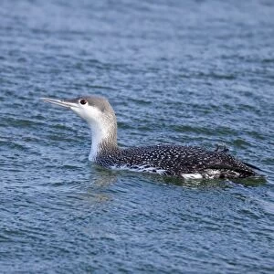 Common Loon / Great Northern Diver - winter plumage. February at Barnegat Light, NJ, USA