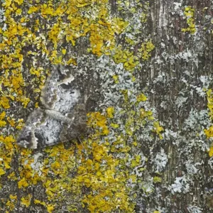 Common Marbled Carpet - Camouflaged against lichen Chloroclysta truncata Essex, UK IN000551 Common Marbled Carpet - Camouflaged against lichen Chloroclysta truncata Essex, UK IN000551
