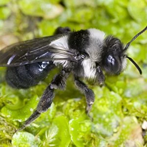 Common Mining Bee (female) Location: Cornwall, UK