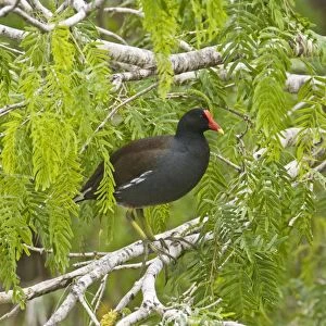 Common Moorhen South Texas in March