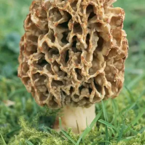Common Morel Fungi Common Morel Fungi