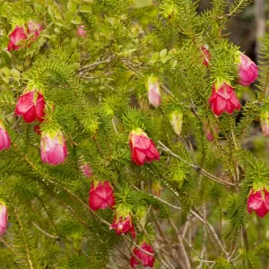 Common Mountain Bell - Stirling Ranges, near Mount Barker, south-west Australia