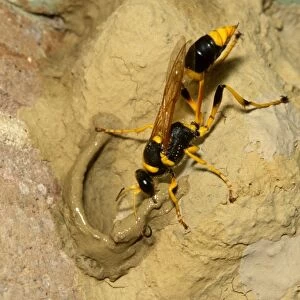 Common mud-dauber wasp - female adding cell to nest. Larvae from eggs laid in the cells will feed off paralysed spiders