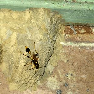 Common mud-dauber wasp - female building nest. Larvae from eggs laid in the cells will feed off paralysed spiders