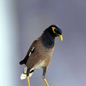 Common Myna (typical) - this curious bird boldly steals visitors food (including bread and pure butter) from tables on a terrace of a "Bagus Place Retreat", a small resort on Tioman Island