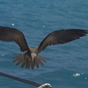 Common Noddy At Pulu Keeling National Park, Cocos (Keeling) Islands, Indian Ocean. About to land on the vessel R. J. Hawke