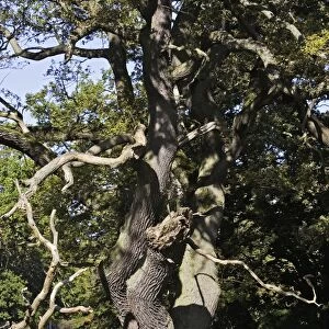 Common Oak Tree