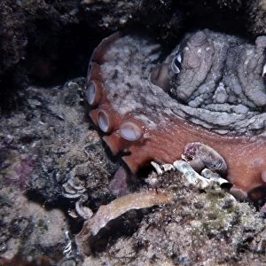 Common Octopus - Sydney octopus, it feeds on shellfish and small crabs which it drills and poisons before eating the paralyised contents Sydney Harbour, Australia