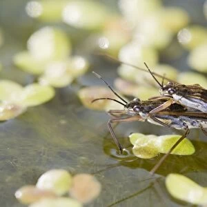 Common Pond Skaters - maring