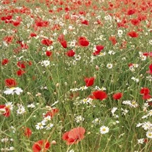 Common Poppies and Scentless Mayweed in meadow Norfolk UK