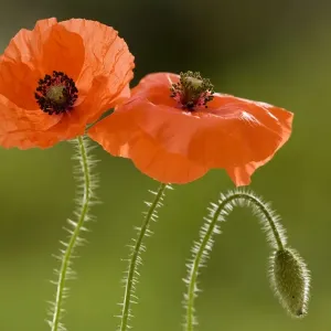 Common Poppy or Field Poppy ( Papaver rhoeas ), widespread cornfield weed. Dorset