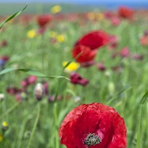 Common Poppy - in field - summer - Cornwall, UK