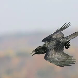 Common Raven - Ravens are found mainly in mountainous areas but have been expanding their range in recent years. They typically nest on cliffs in the east where this was photographed in southern Connecticut