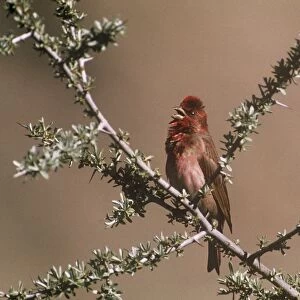 Common Rosefinch - on branch - Ladakh - Jummu & Kashmir - India