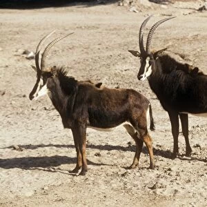 Common Sable Antelope - Male and female