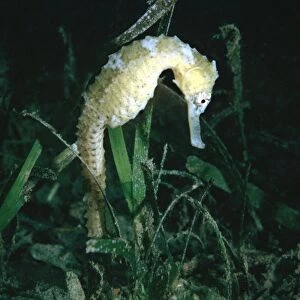 Common Sea Horse - The male carries young in a pouch. Papua New Guinea HOR-004