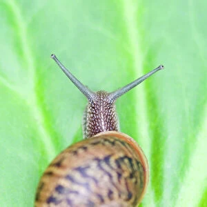 Common Snail - on Bergenia leaf