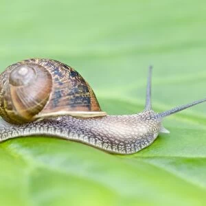 Common Snail on leaf