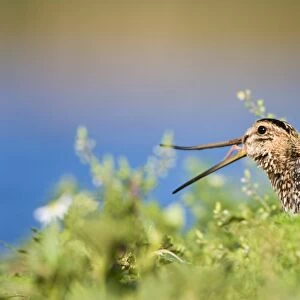 Common Snipe Opening and showing flexibility of bill. Cleveland. UK