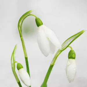 Common Snowdrops - in the snow Digital Manipulation: added snow bottom left, lightend, brightend