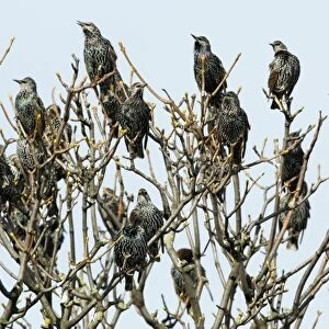 Common Starling - flock singing from treetop - Northumberland - England