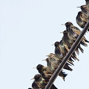 Common Starling - gathering on telegraph wires - Cleveland - UK