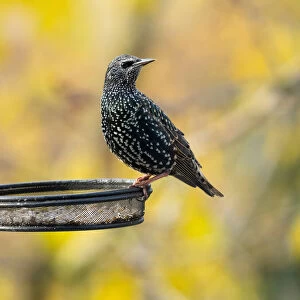 Common Starling, perched on feeding station in autumn, Hessen, Germany
