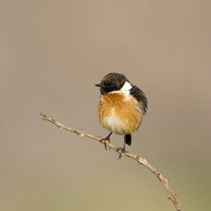 (Common) Stonechat Male in summer plumage, perched on a vantage point for finding insects. Cleveland. UK
