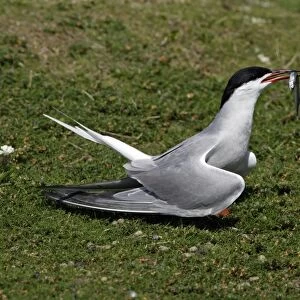 Common Tern-courtship displaying with sandeel in beak, Farne Isles, Northumberland UK