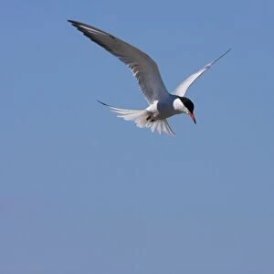 Common Tern - Single adult hovering. Dorset, England, UK