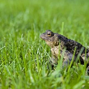 Common Toad - Adult female sitting in grass. Wiltshire, England, UK