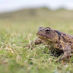 Common Toad - Gwithian Towans - Cornwall, UK
