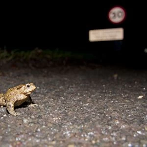 Common Toad - male crossing a road at migration time - Wiltshire - England - UK