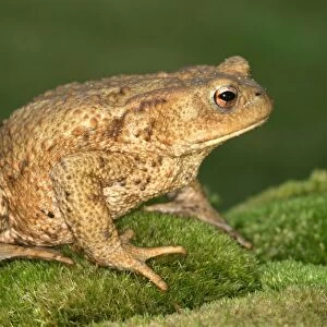 Common Toad - side view. Alsace. France