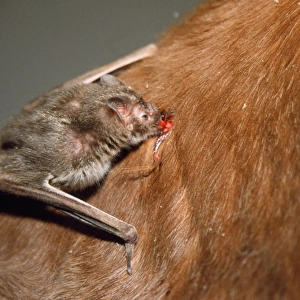 Common Vampire Bat - feeding on neck of horse Sao Paulo state Brazil