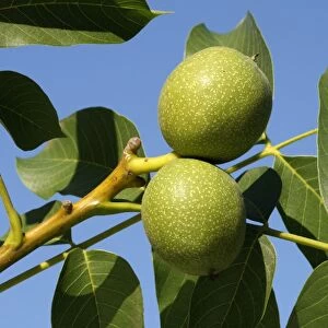 Common walnut / English walnut