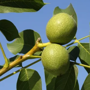 Common walnut / English walnut Common walnut / English walnut