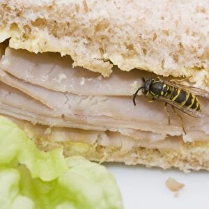 Common Wasp feeding on ham sandwich. UK