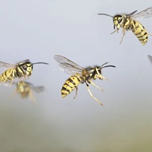Common Wasp - group in flight - Bedfordshire UK 007750