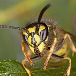 Common Wasp - head-on close-up, early autumn. Dorset