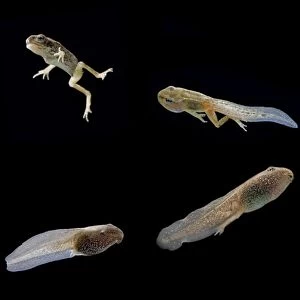 Comped image: Common frog tadpoles showing development stages Bedfordshire UK 004997