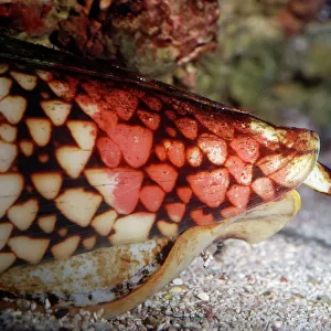 Cone Shell - deadly poisonous mollusc. Tropical marine